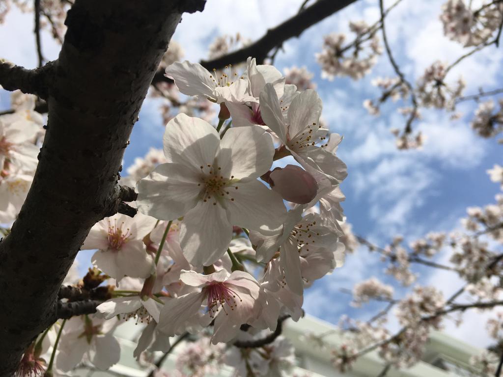 Dogashima Onsen Hotel Nisiizu Kültér fotó